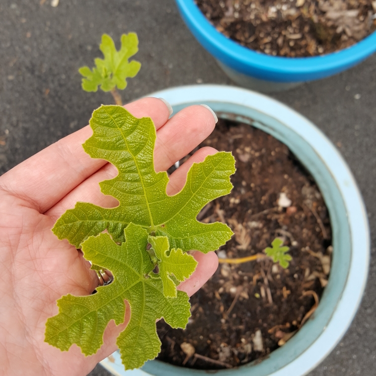 Plant image Ficus carica 'Chicago Hardy' syn. Ficus carica 'Chicago', Ficus carica 'Hardy Chicago'