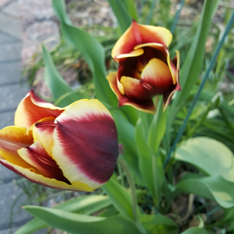 plant image 1276608 plant image 1276608