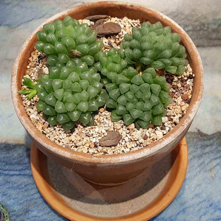 plant image 1276615 plant image 1276615