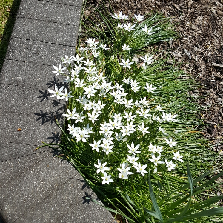 plant image 1279315