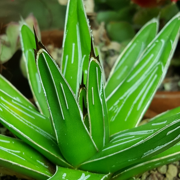 plant image 1280699 plant image 1280699