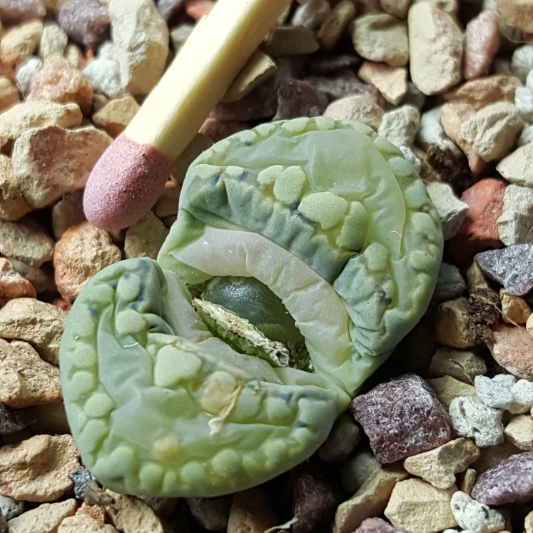 plant image 1280725 plant image 1280725