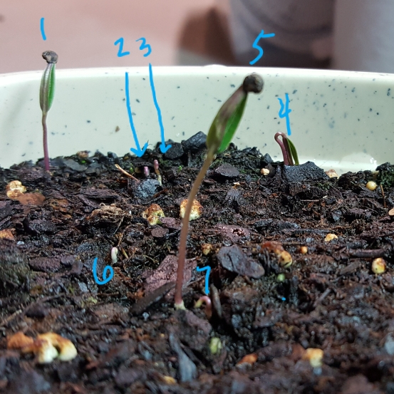 plant image 1281723 plant image 1281723