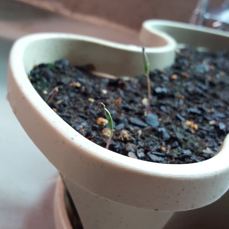plant image 1281726 plant image 1281726
