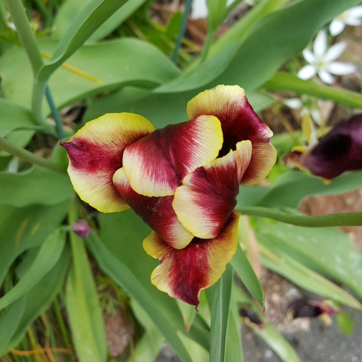 plant image 1287471 plant image 1287471