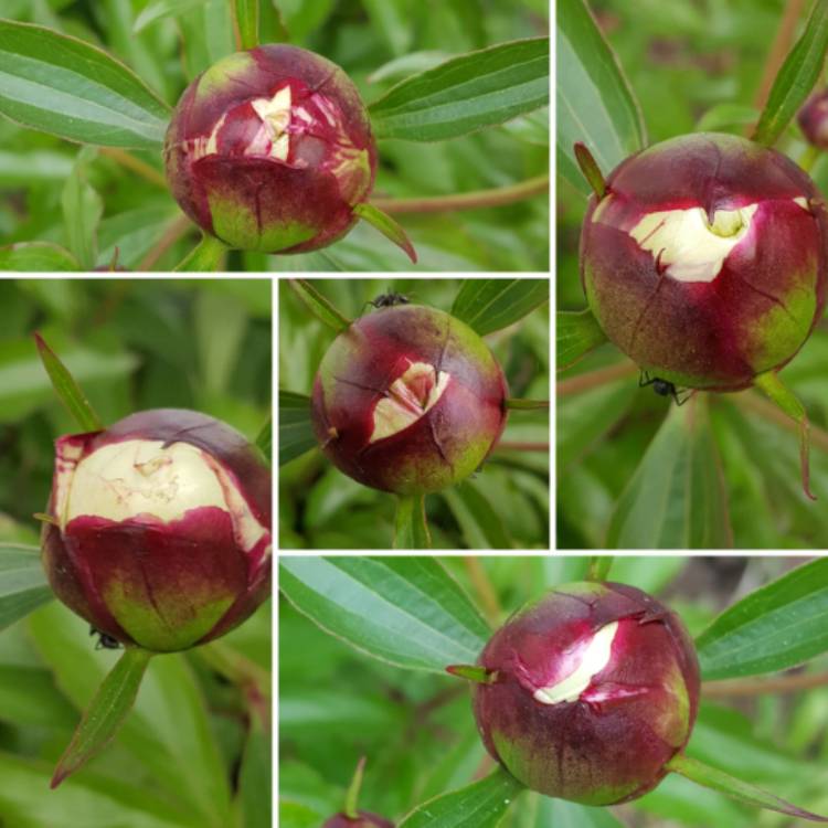 plant image 1289307 plant image 1289307