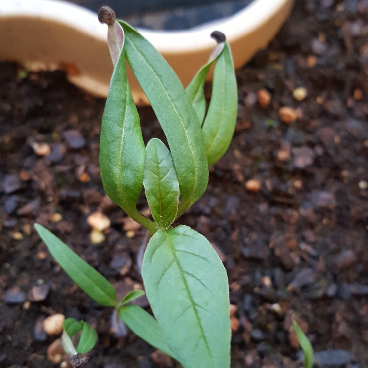 plant image 1289374 plant image 1289374
