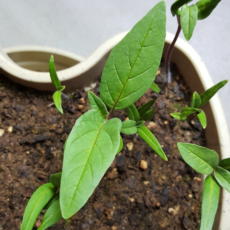 plant image 1295964 plant image 1295964