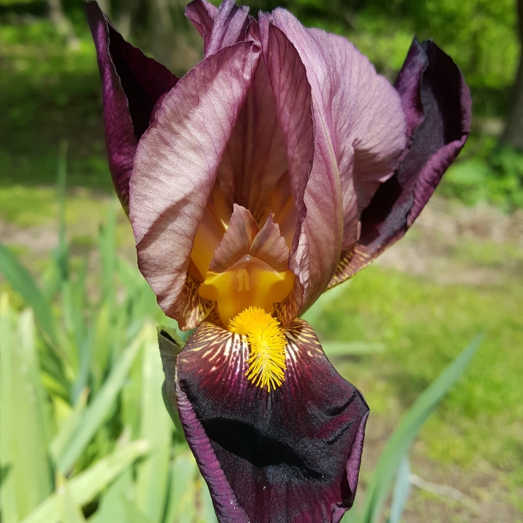 plant image 1296664