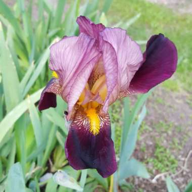 Iris x germanica