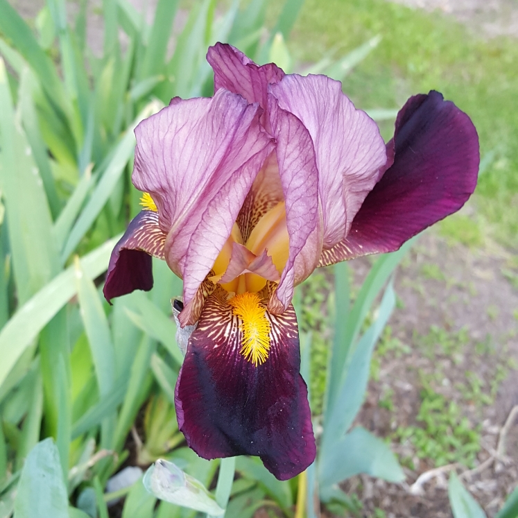 plant image 1296790