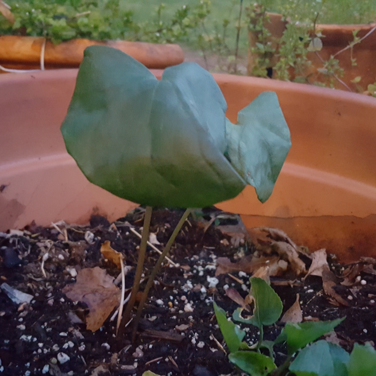 plant image 1297587 plant image 1297587