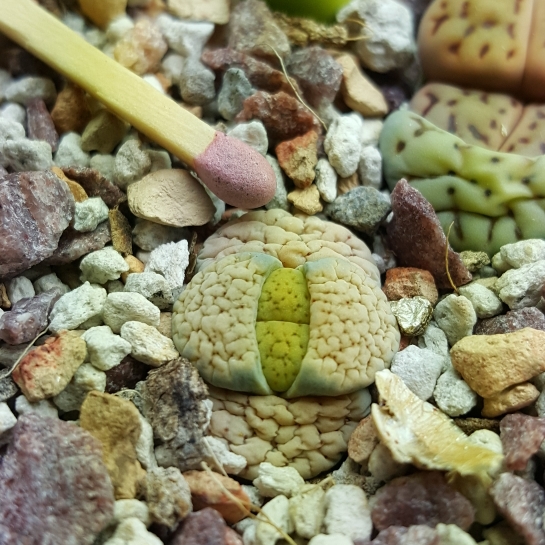plant image 1299444 plant image 1299444