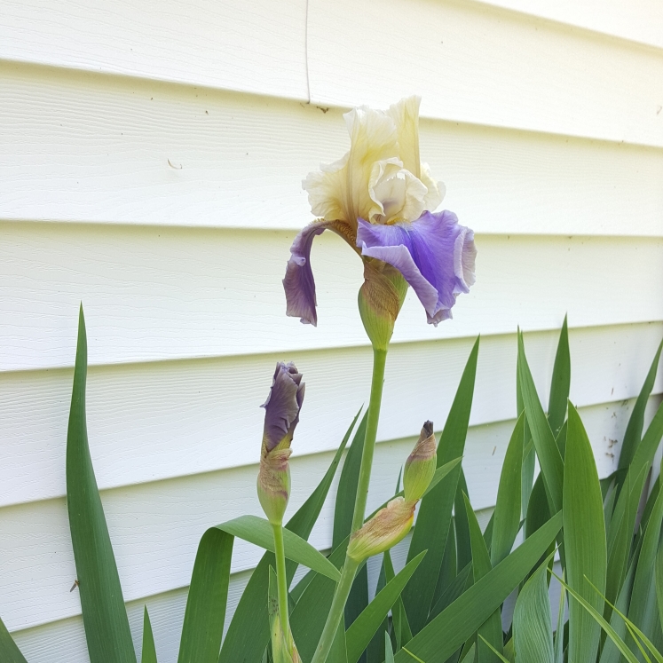 plant image 1300576