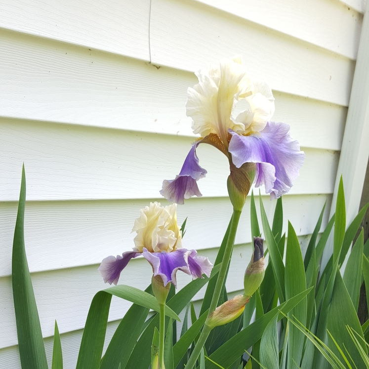 plant image 1301589