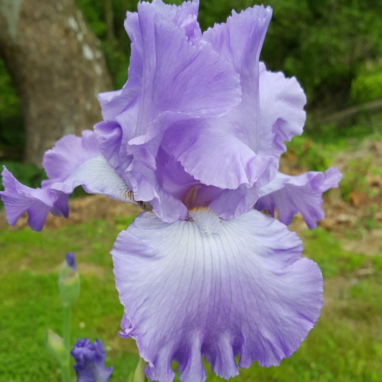 plant image 1301593