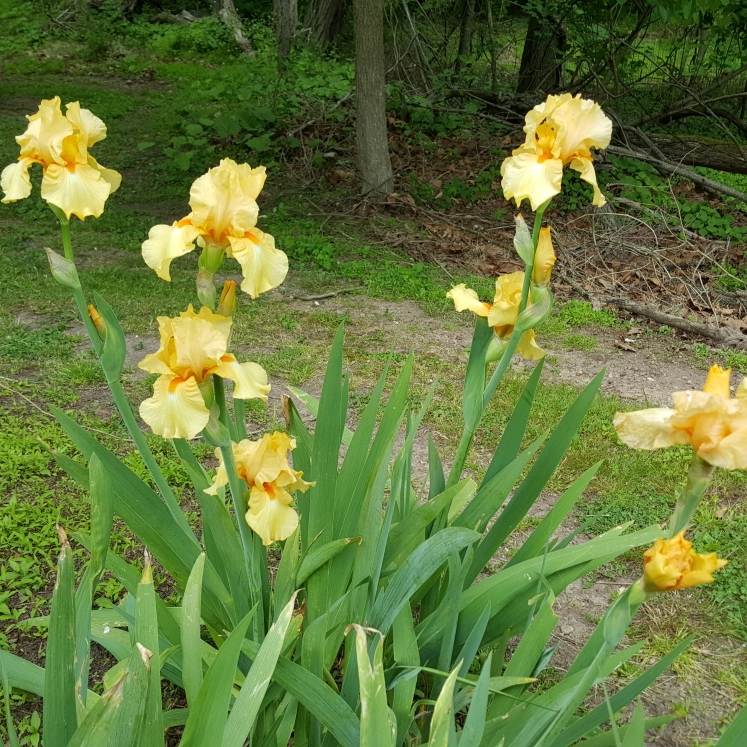 plant image 1310335