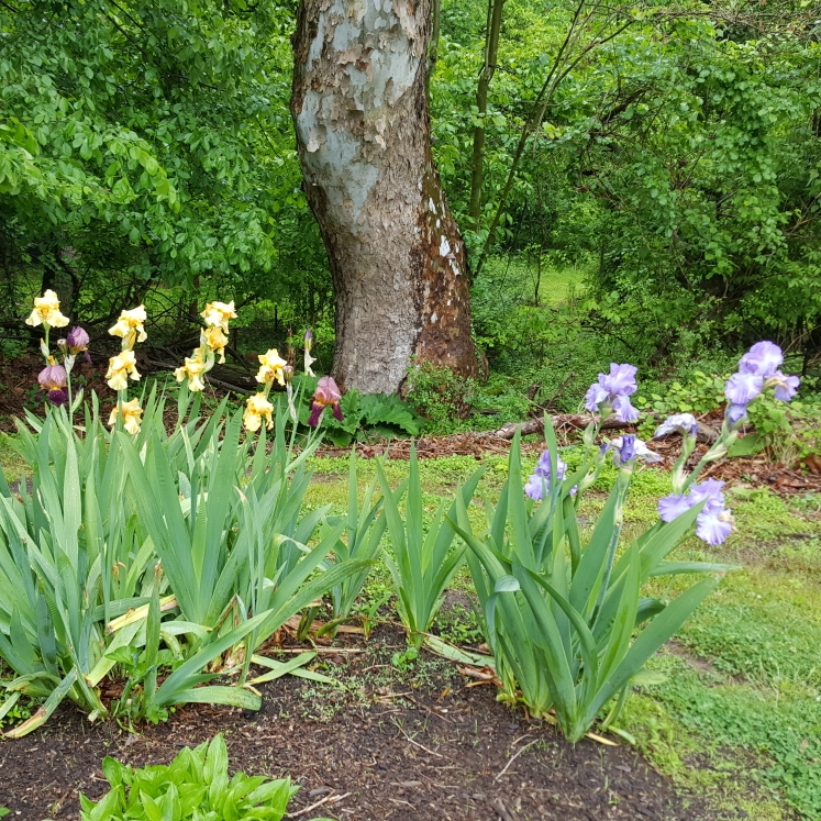 plant image 1310365