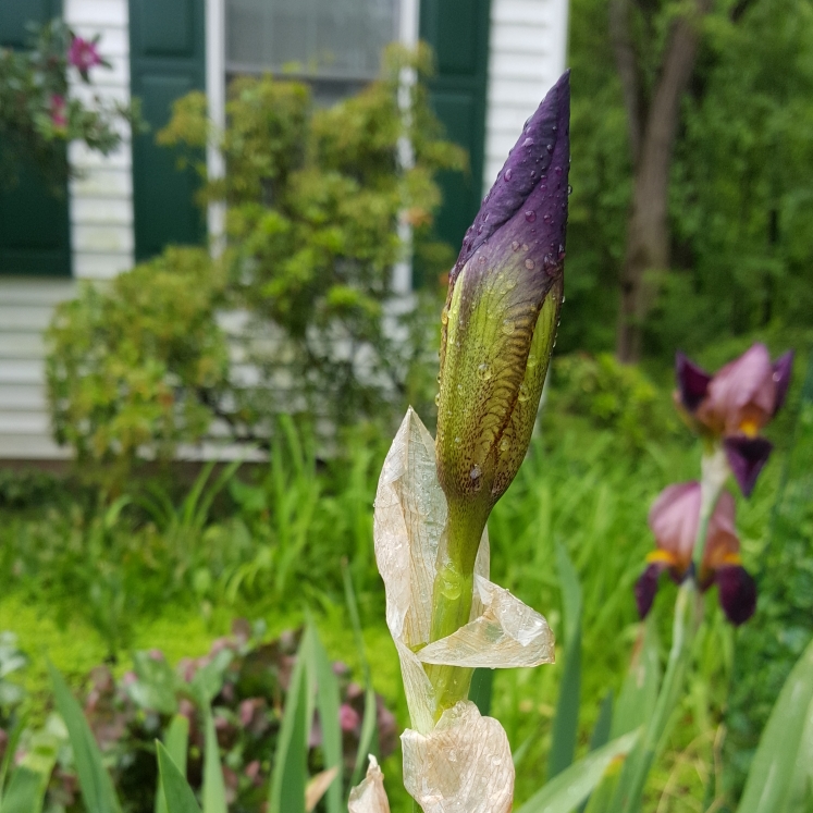 plant image 1310366
