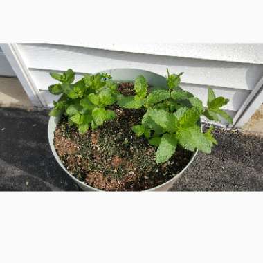 Mentha