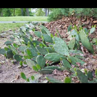 Opuntia humifusa