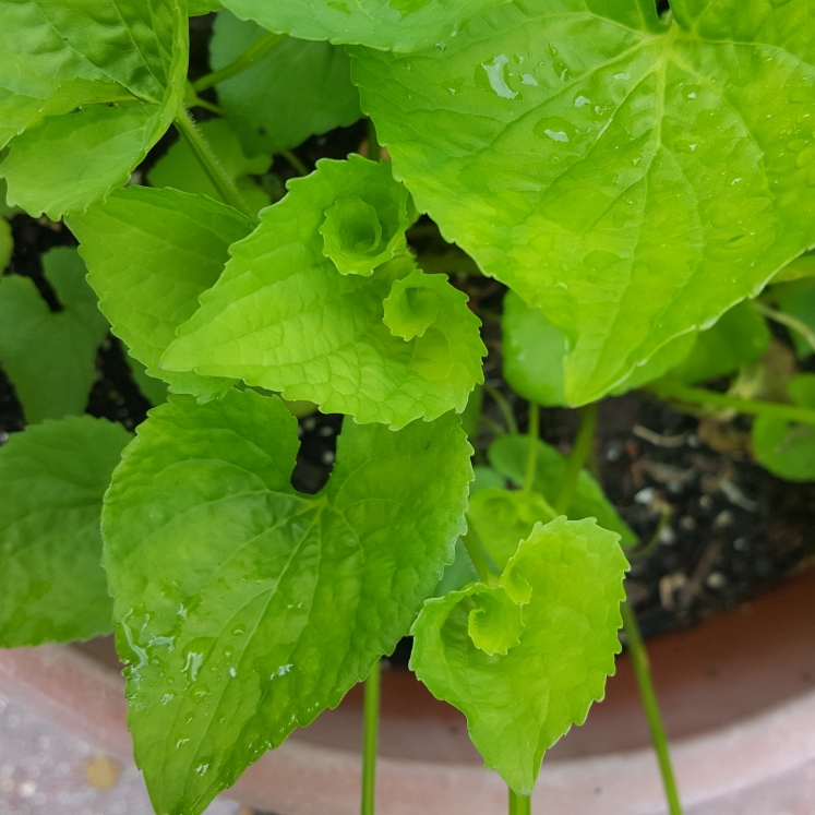 plant image 1322892 plant image 1322892