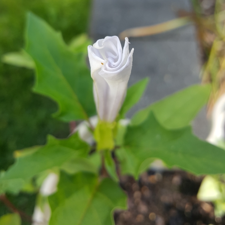 plant image 1324074 plant image 1324074
