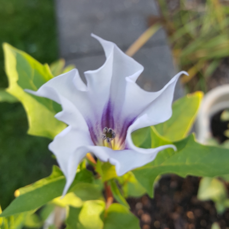 plant image 1326266 plant image 1326266