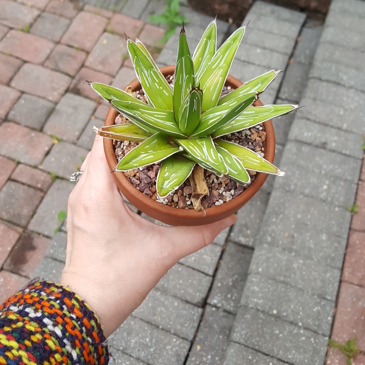 plant image 1328004 plant image 1328004