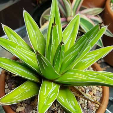 Agave 'victoriae-reginae'
