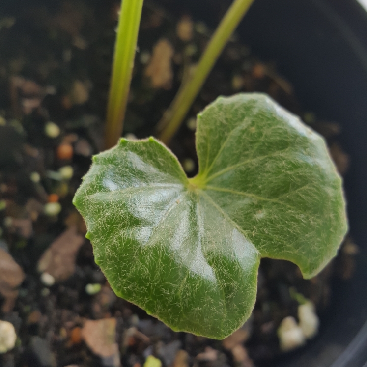 plant image 1334875 plant image 1334875