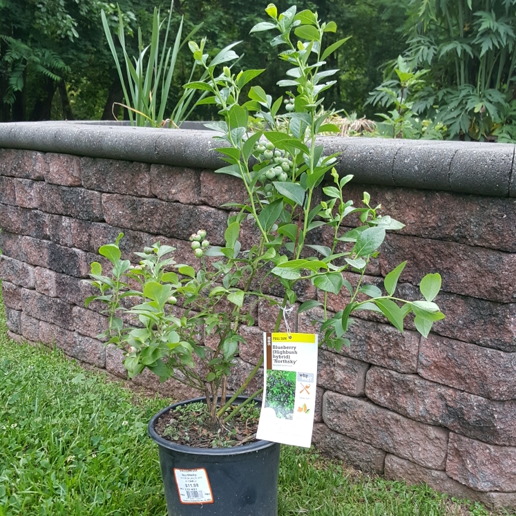 plant image 1335679 plant image 1335679