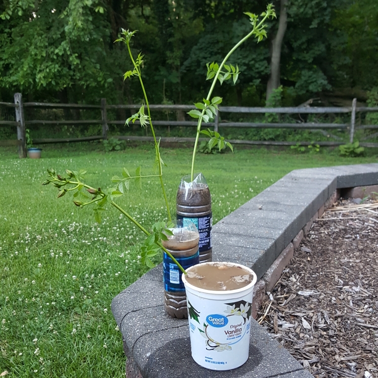 plant image 1348465