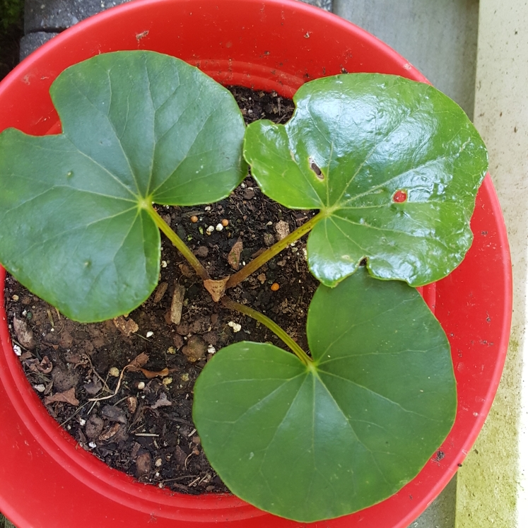 plant image 1367404 plant image 1367404