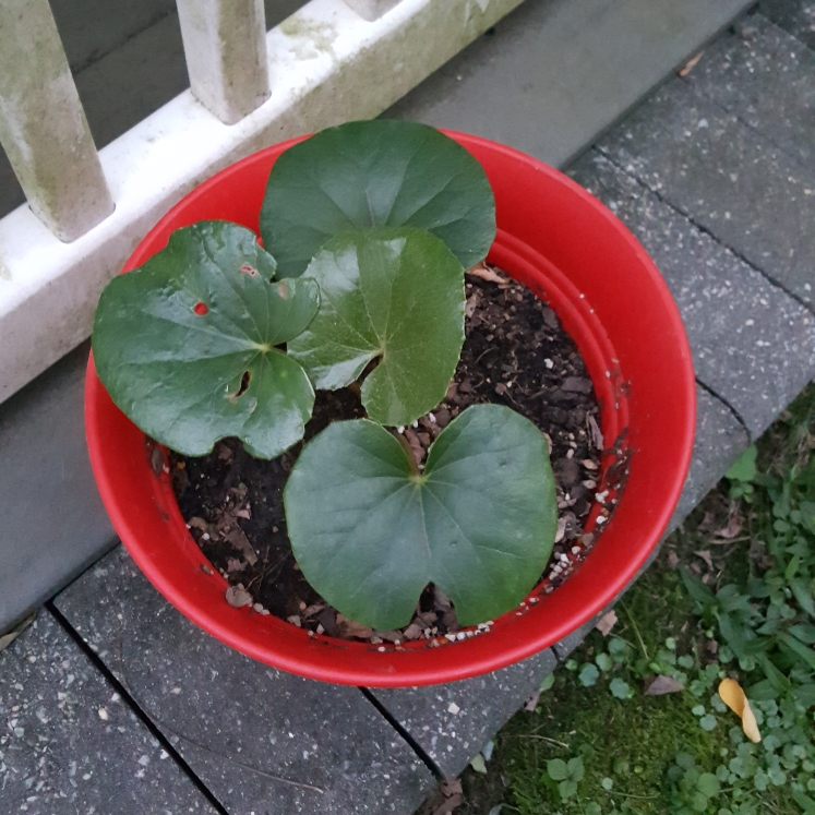 plant image 1367409 plant image 1367409