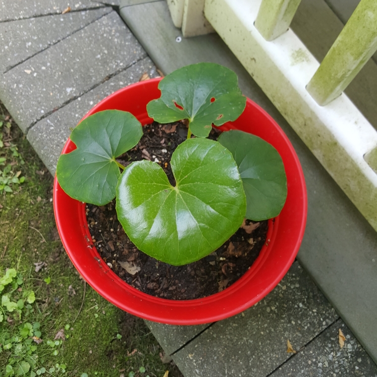 plant image 1367412 plant image 1367412