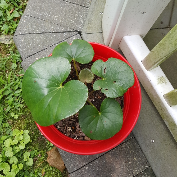 plant image 1375035 plant image 1375035