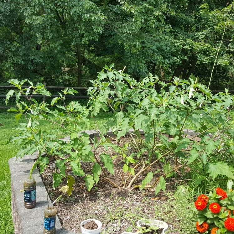 plant image 1375541 plant image 1375541