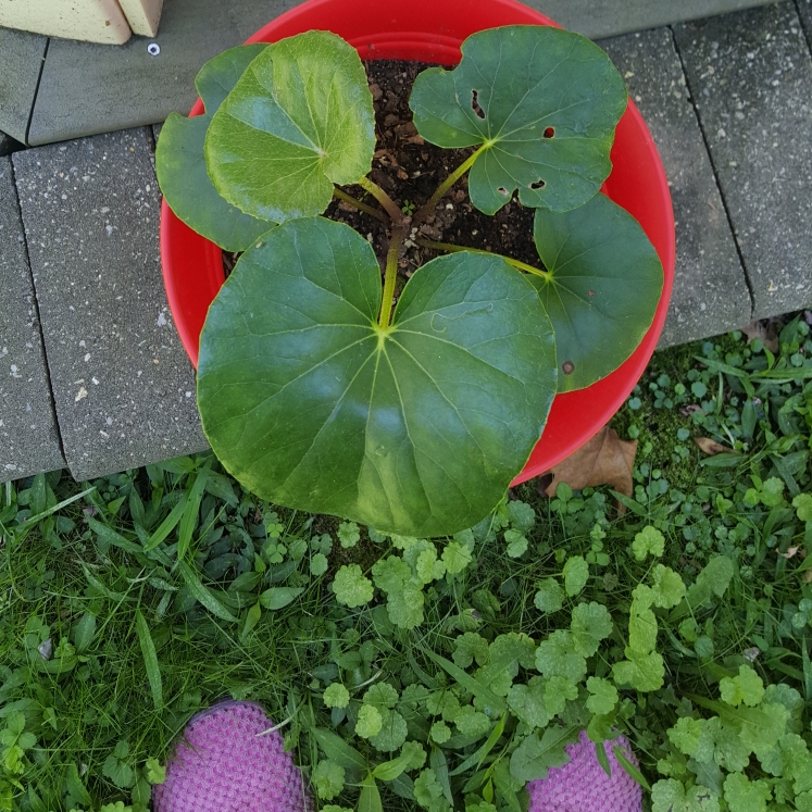 plant image 1378376 plant image 1378376