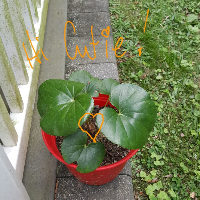 plant image 1381866 plant image 1381866