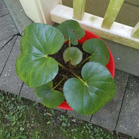 plant image 1385271 plant image 1385271