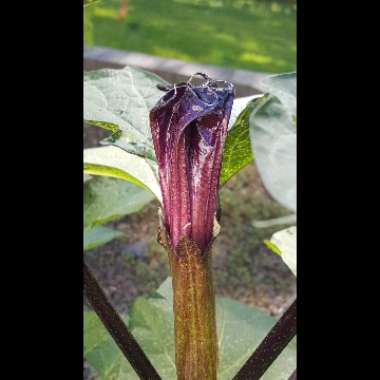Datura metel 'Double Blackcurrant Swirl'