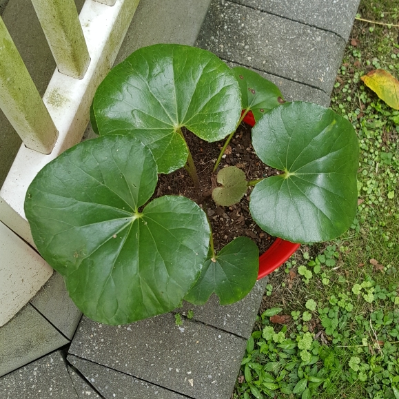 plant image 1392439 plant image 1392439