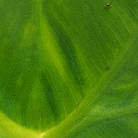 plant image 1397170 plant image 1397170