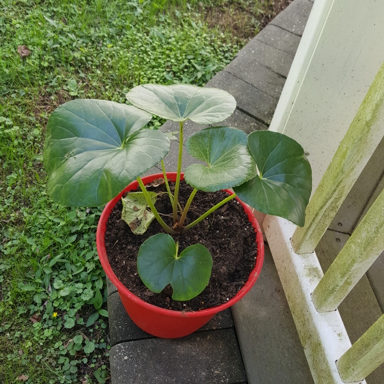 plant image 1398126 plant image 1398126