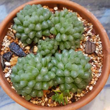 Haworthia Cooperi