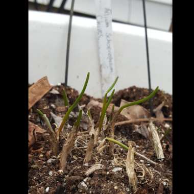 Allium schoenoprasum