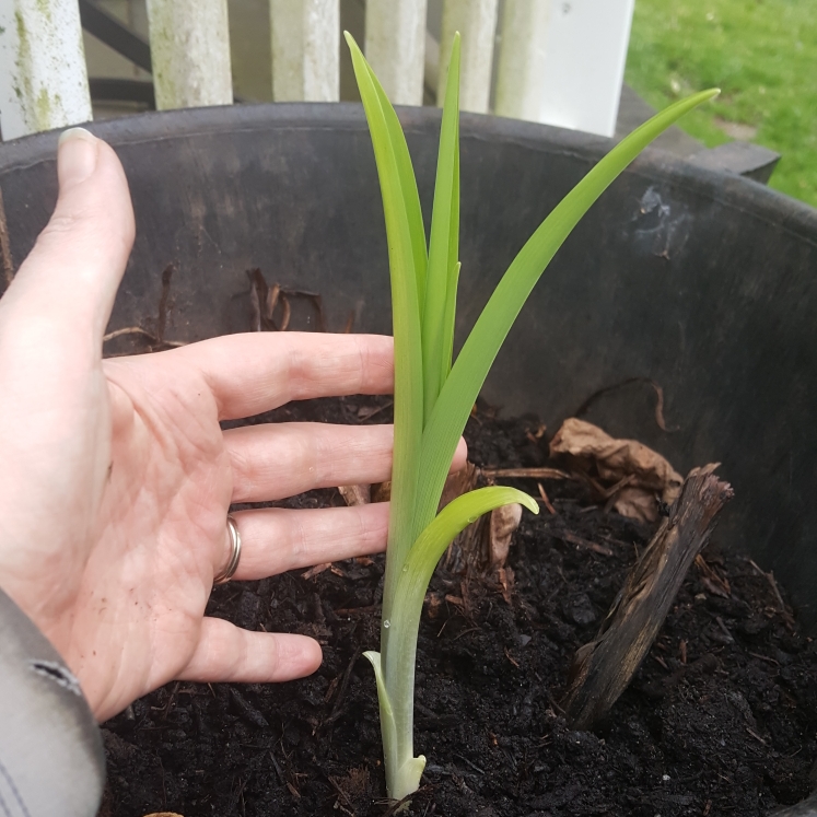 Plant image Musa