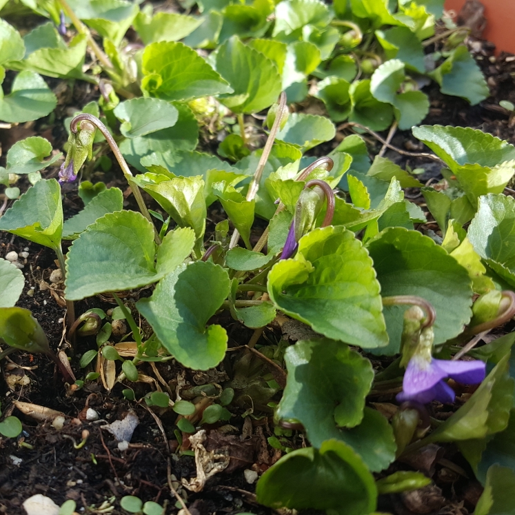 plant image 1457887 plant image 1457887