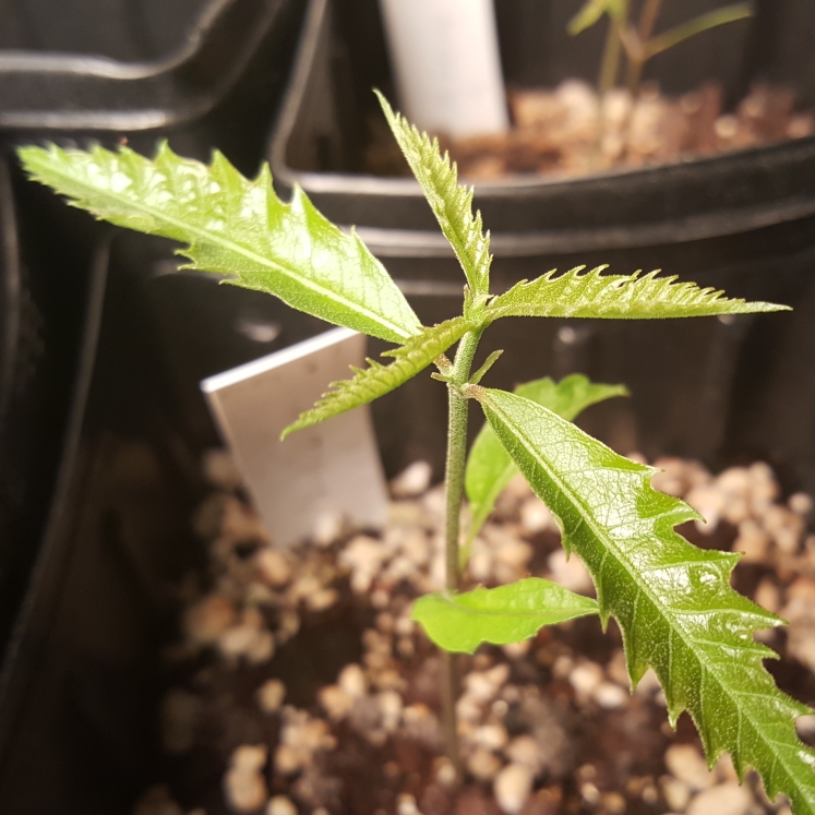 plant image 1458354 plant image 1458354